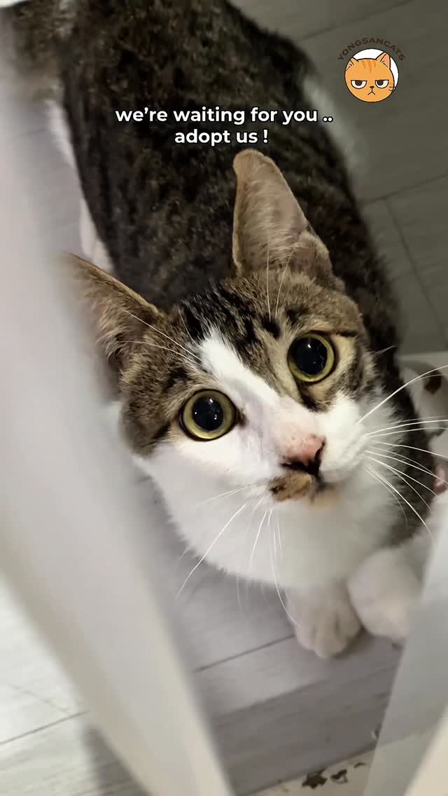 Adopt Cats Instagram record