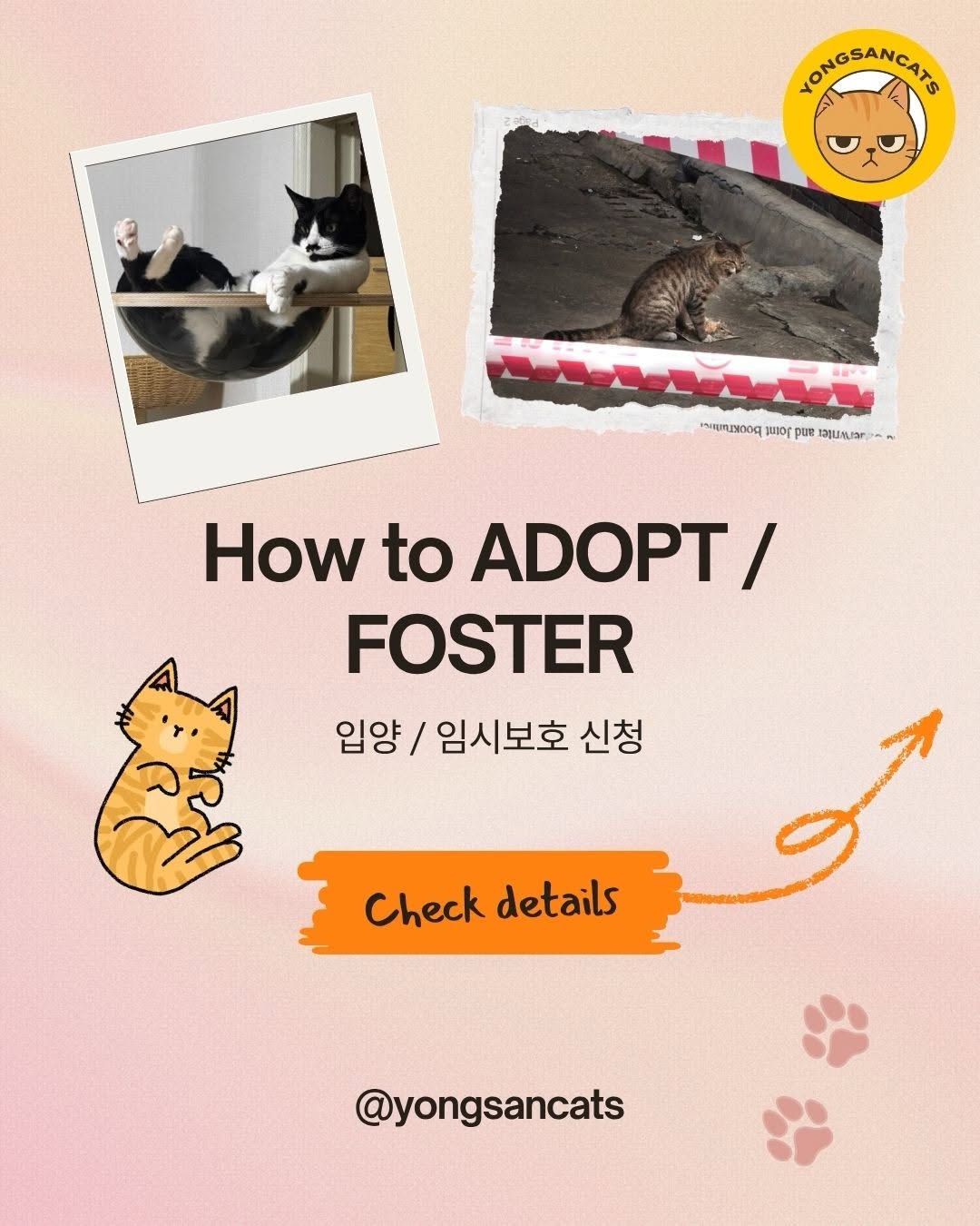 Yongsancats Adopt/Foster Instagram record