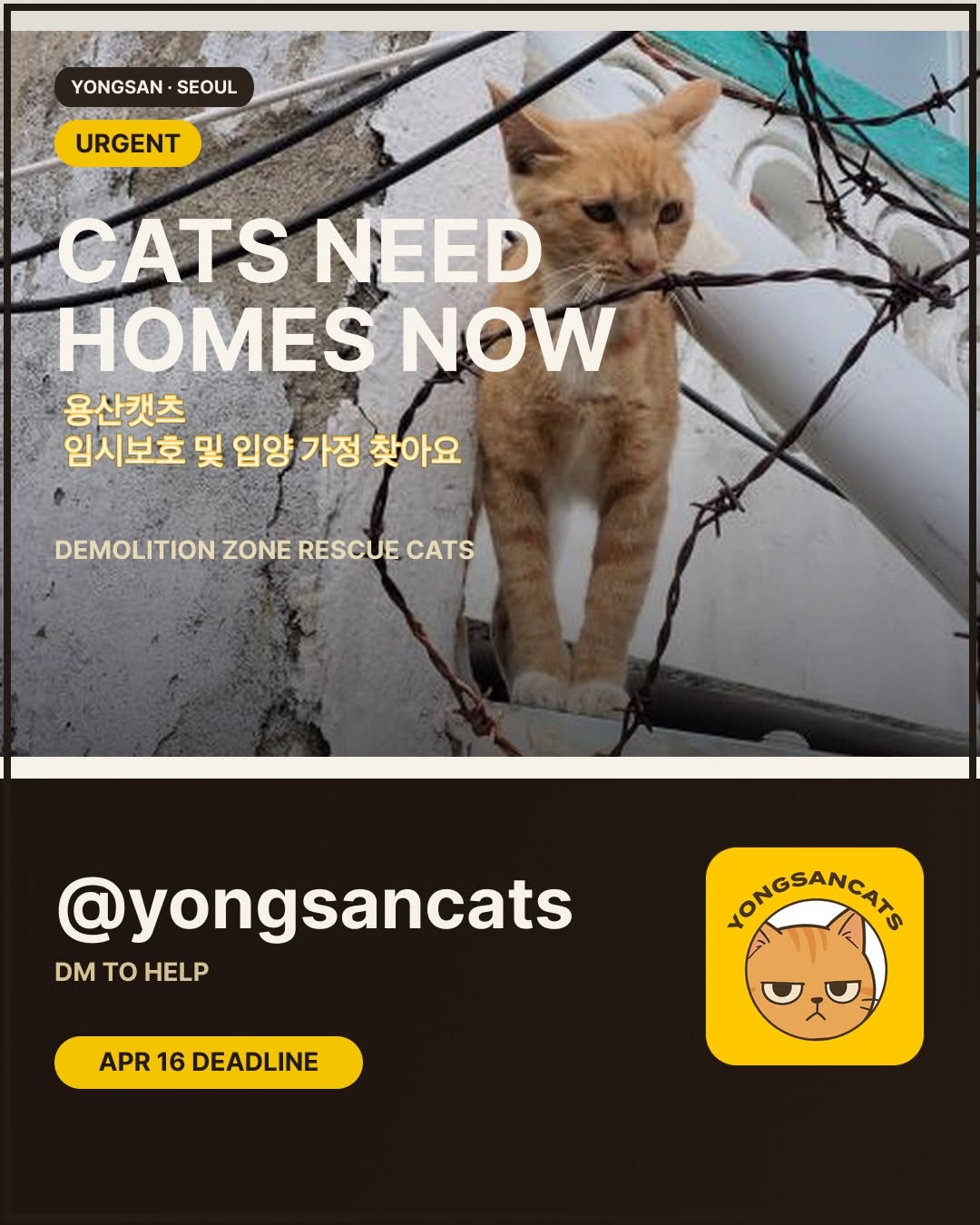 Yongsancats Adoption Instagram record